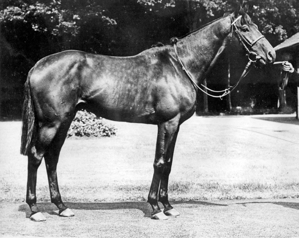 The first stallion, Kendal